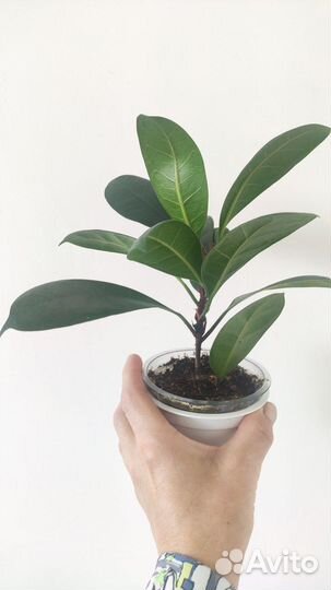 Фикус циатистипула