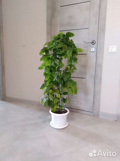 Комнатные растения цветы большие