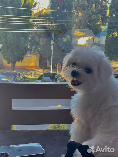 Болонка вязка