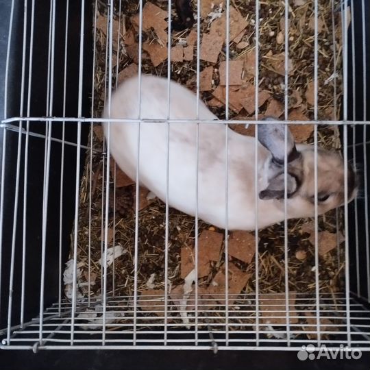 Декоративные карликовые кролики