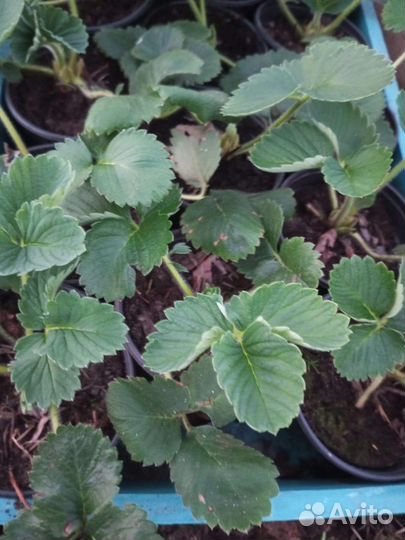 Земклуника Купчиха.Рассада