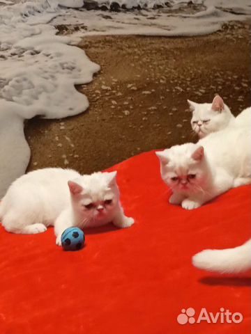 Белоснежные экзотические котята объявление продам