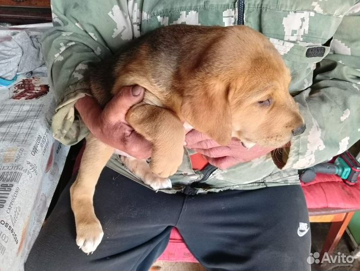 Щенки русской гончей