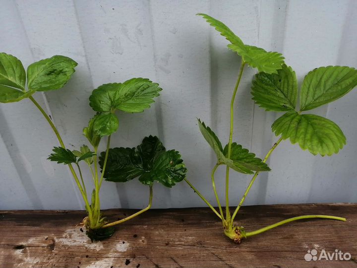 Усы клубники