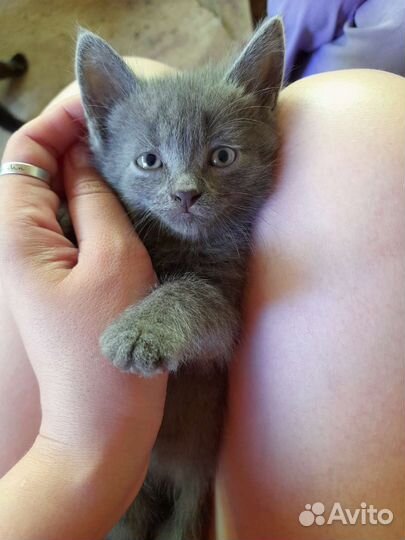 Русская голубая