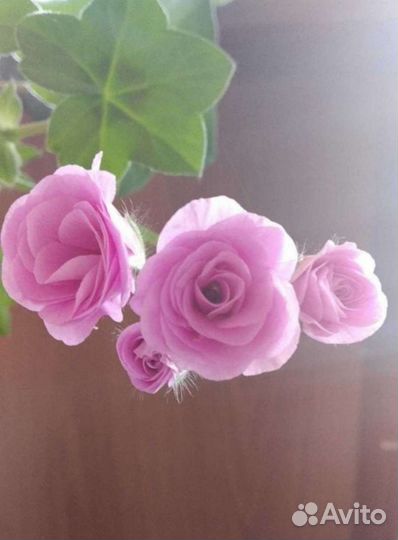 Плющелистная пеларгония