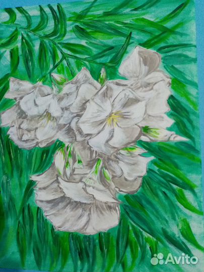 Белый олеандр