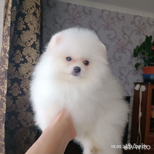 Померанский шпиц