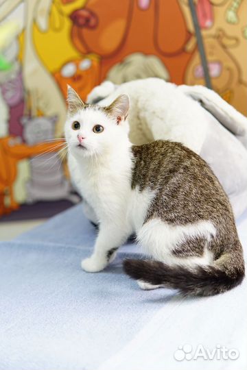 Котик в добрые руки