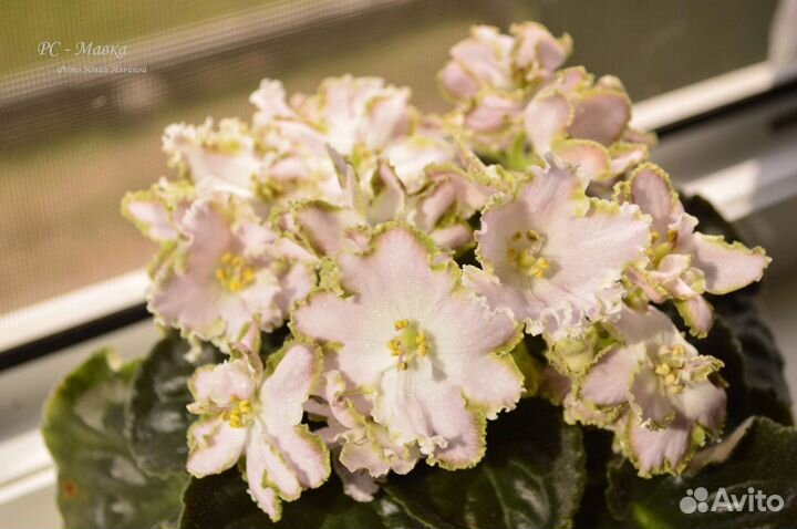 Пасынки фиалок