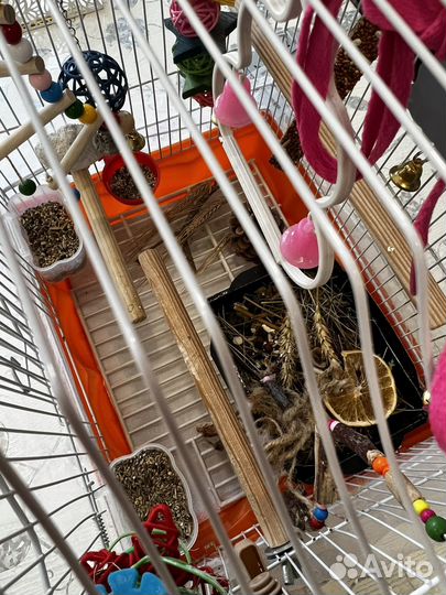 Волнистый попугай ручной