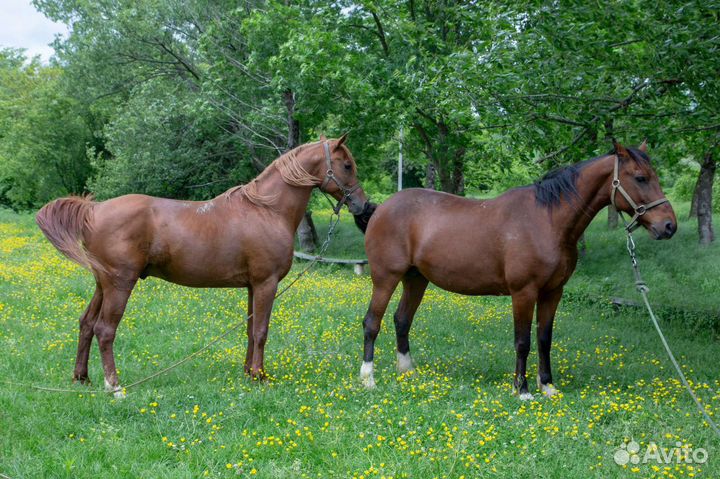 Продажа жеребчик
