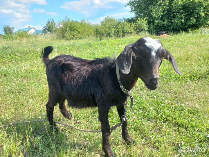 Занонубийские козлик и козочка