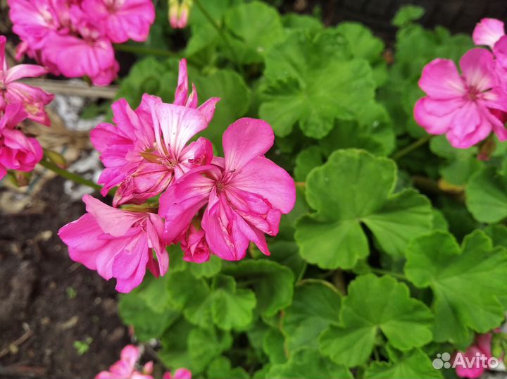 Взрослая, обильно цветущая пеларгония(герань)