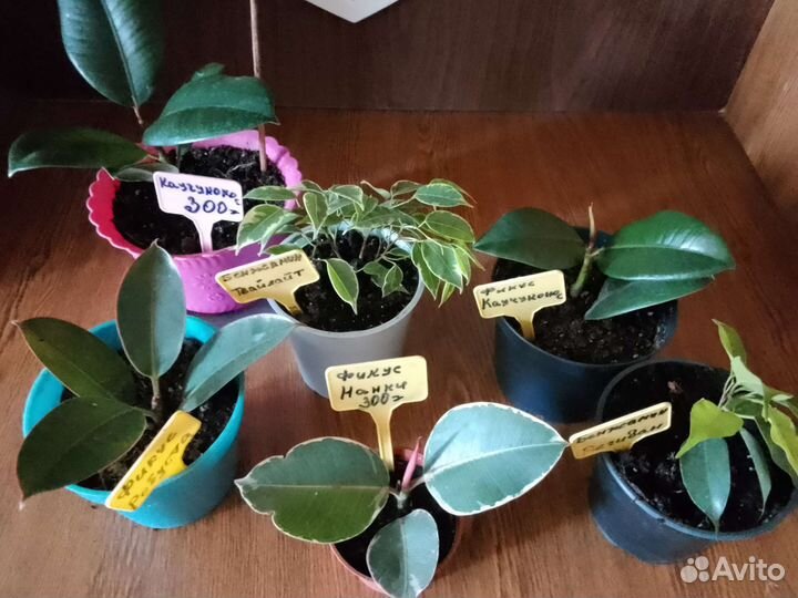 Фикус укорененные