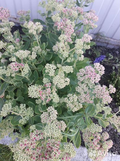 Цветы многолетки