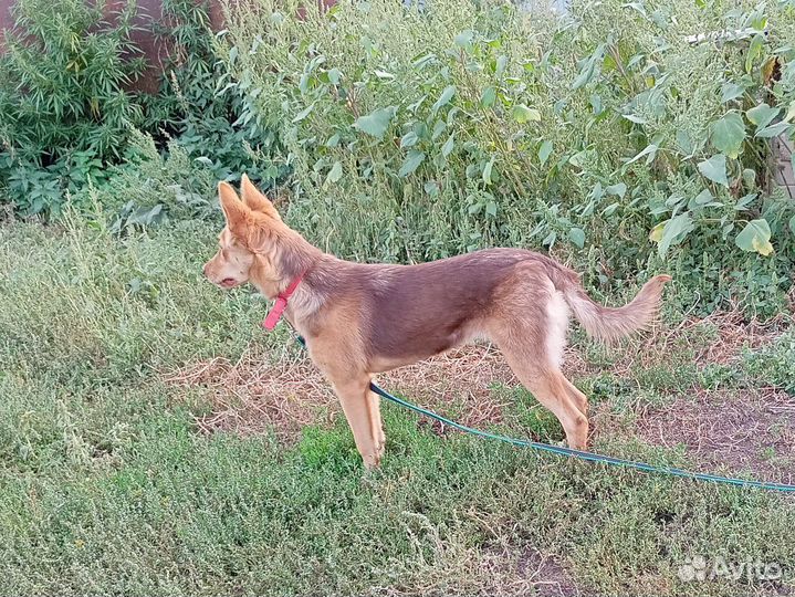 Щенок в добрые руки бесплатно