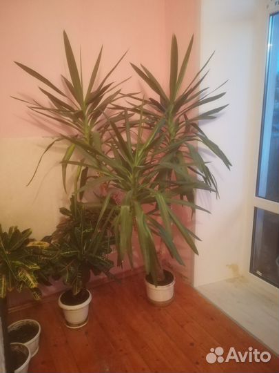 Пальма Юкка