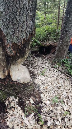 Такса Вязка