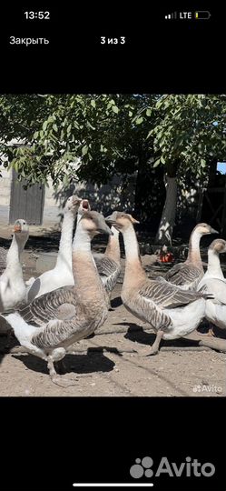 Гусь домашний