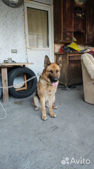 Немецкая овчарка