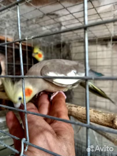 Попугаи кореллы птенцы Присад стенд