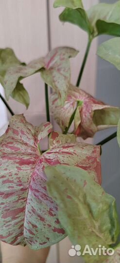 Сингониум dazzle color