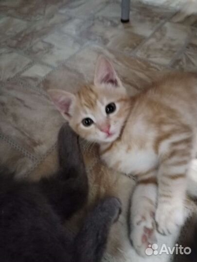 Котики бесплатно в добрые руки