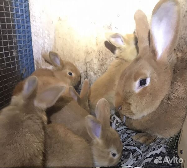 Кролики бургундские