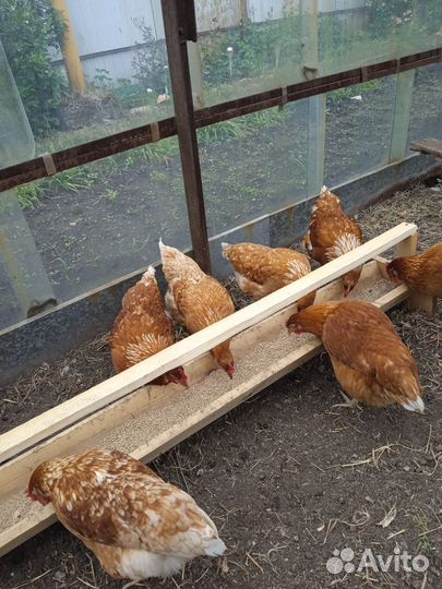 Куры молодки несушки