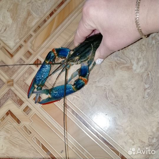 Малек австралийского рака