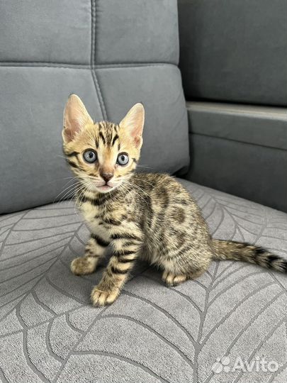 Бенгальские котята