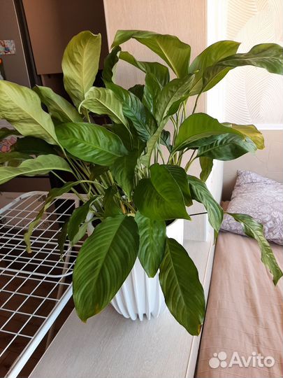 Спатифиллум большой комнатный цветок в горшке