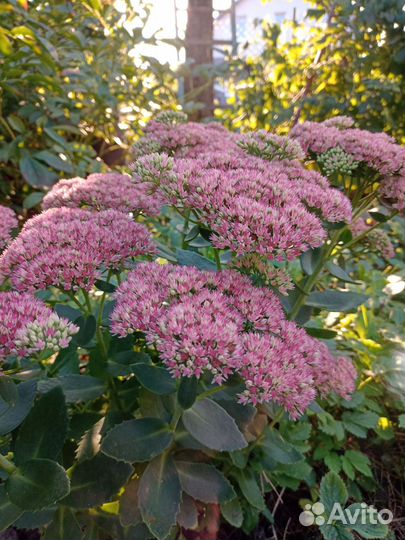 Очиток (седум)