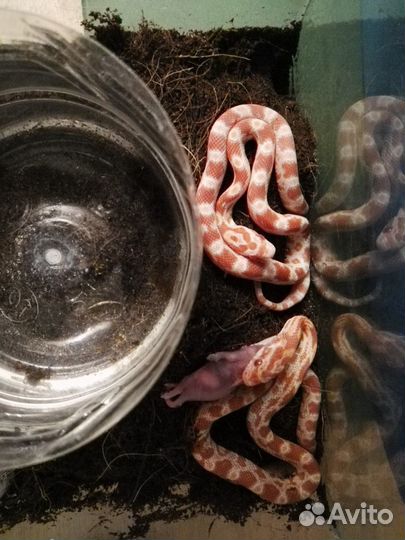 Малыши маисового полоза