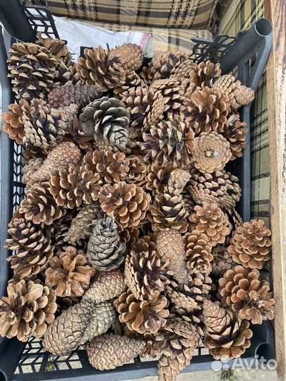 Шишки крымской сосны