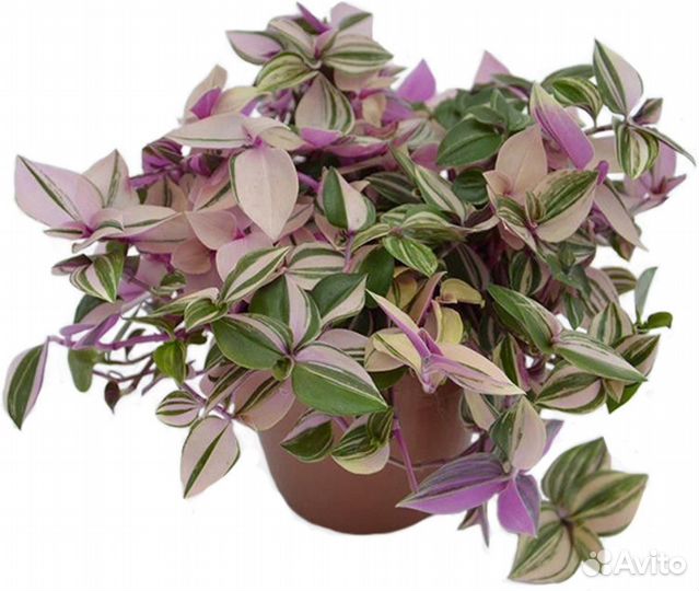 Традесканция тайская, нанук, зебрина, Рео