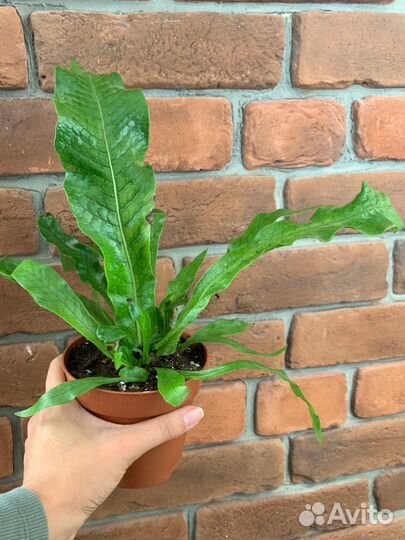 Папоротник