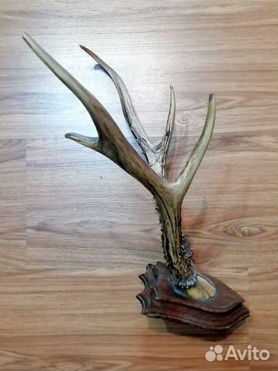 Рога олененка антиквариат