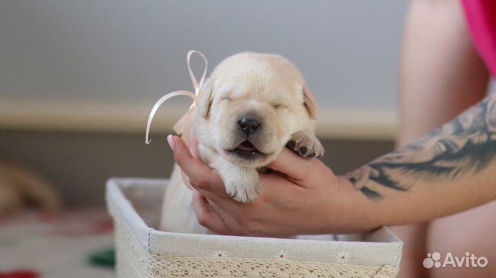 Лабрадор ретривер щенки