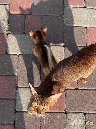 Абиссинский котёнок