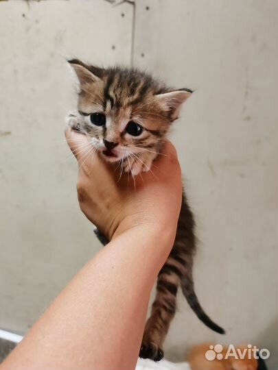 Отдам котят в добрые руки