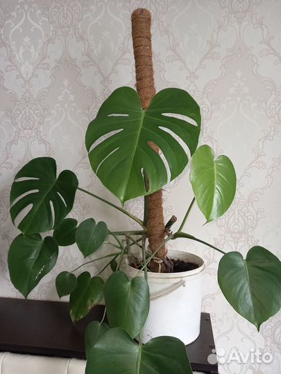 Продам монстеру фикус