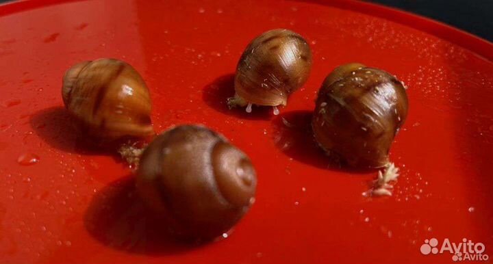 Улитята Архахатина маргината овум