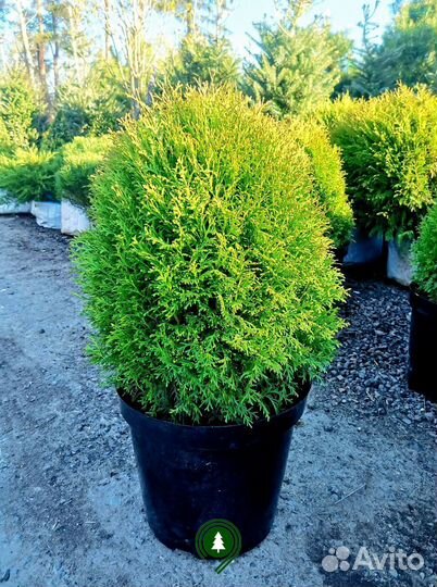 Туя шаровидная