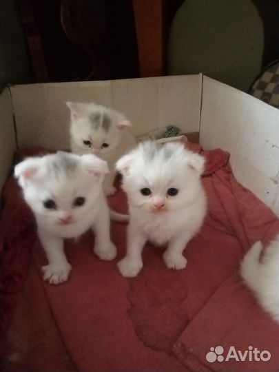 Котята