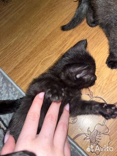 Котята в добрые руки приучены к лотку