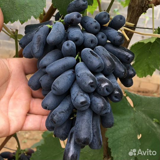 Саженцы вегетирующиего винограда кишмиш Аватар