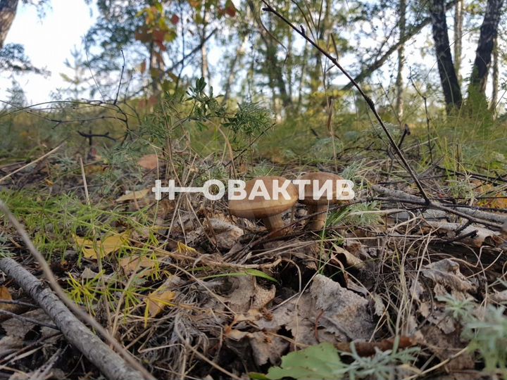 Участок 9 сот. (СНТ, ДНП)