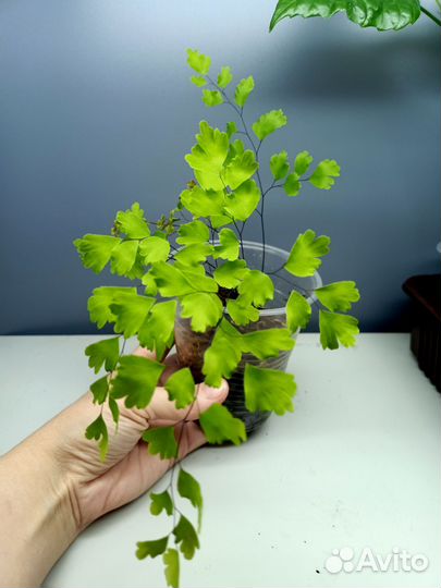 Комнатные растения